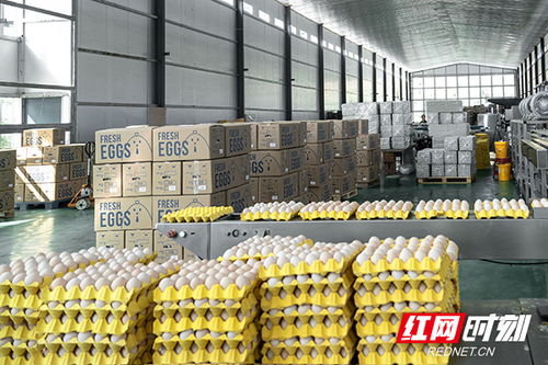 一粒種子造福世界 一顆雞蛋漂洋過海 云集湘商 興業湖南